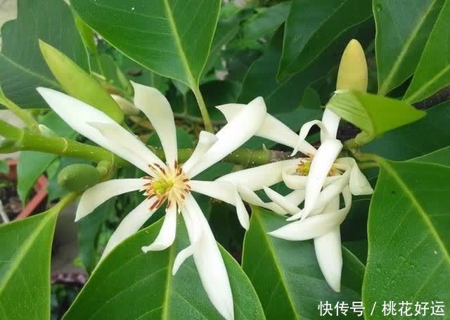 5种花适合现在买 酷夏开花 越热花量越大 越晒花越多 粉紫色