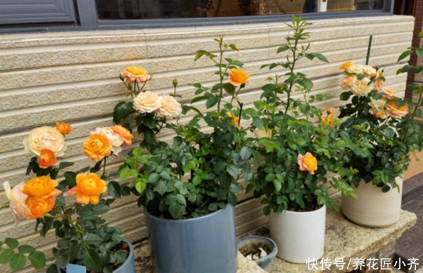 阳台上|如果你是封闭阳台,不要碰“3种花”,这个环境根本养不好