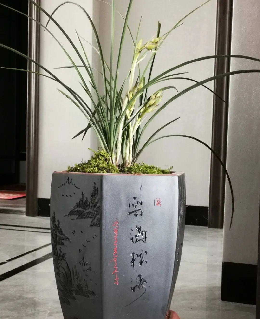 养兰花最怕什么?兰友只知其一却不知其二,怪不得养几年不开花