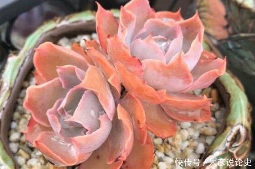 多肉植物徒长也有好处 五点你知晓吗 快资讯 多肉植物徒长也有好处 五点你知晓吗 快资讯