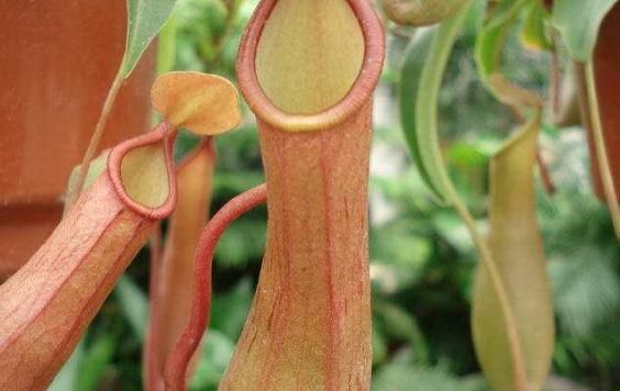 广受小朋友喜爱的植物 就是猪笼草啦 不只会捕苍蝇 还可以药用 快资讯