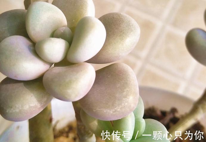 教你如何砍头繁殖多肉植物艾伦