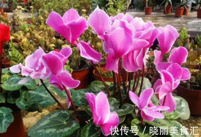 花杆|仙客来花杆“东倒西歪”，养护避免这2点，开花挺拔更漂亮