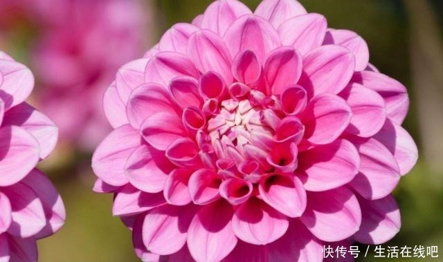 春暖花开,栽植几种球根类花卉,花色艳丽株型美!