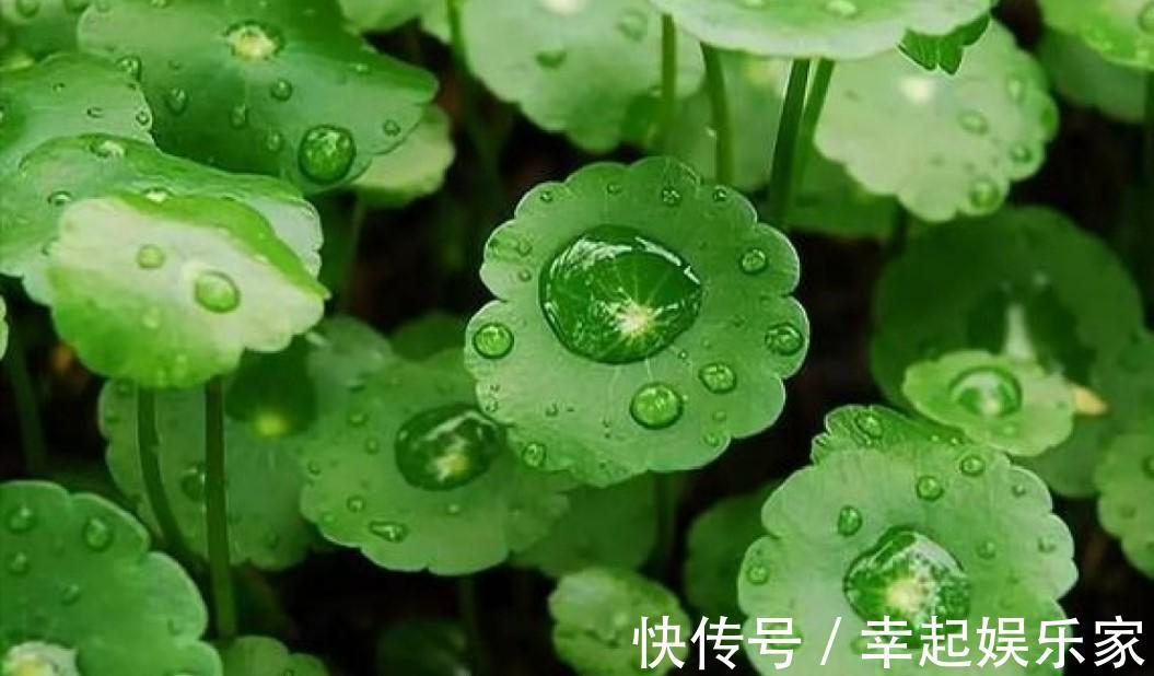 养草杀手都养不死的铜钱草，随手就能养好，分分钟霸满一池塘！