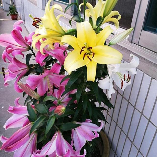 春天种百合,2个月就开花,土里埋一次。来年一大窝,满是百合花