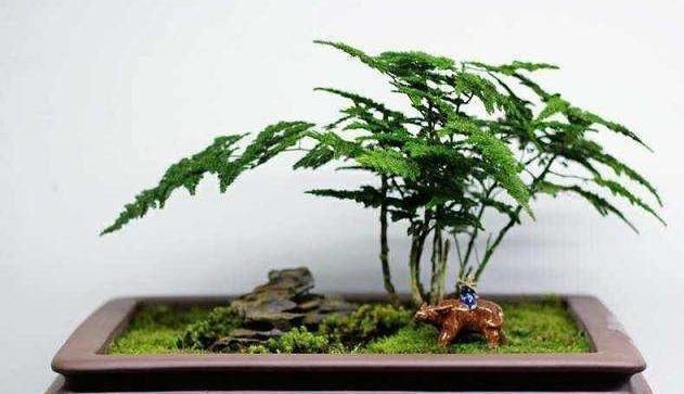 好不黄叶|文竹“黄叶”不好养注意这几点，养成“盆景”很简单