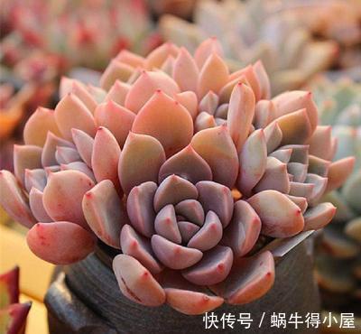 喜欢多肉怎能不叶插?趁着春天行动以来,一盆变多盆还有乐趣!