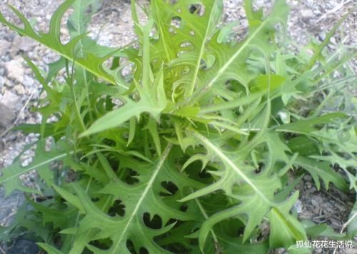 野菜|年轻人路边薅1把“网红野菜”回家,老人:这不就是当年的猪草吗