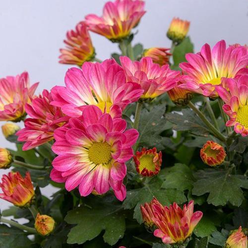 家里养了3种吉祥花，一年四季招财纳福，寓意好价值极高