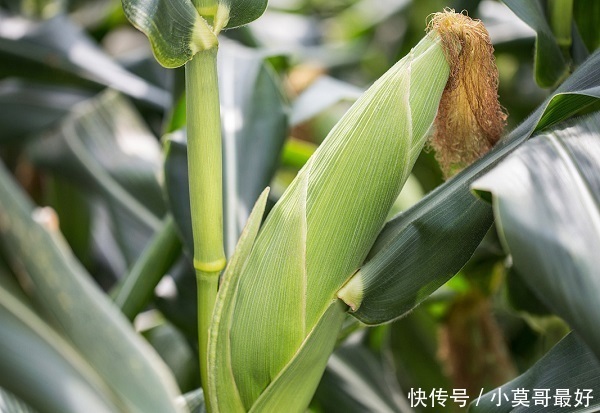 玉米|玉米营养又好吃，应该怎么吃