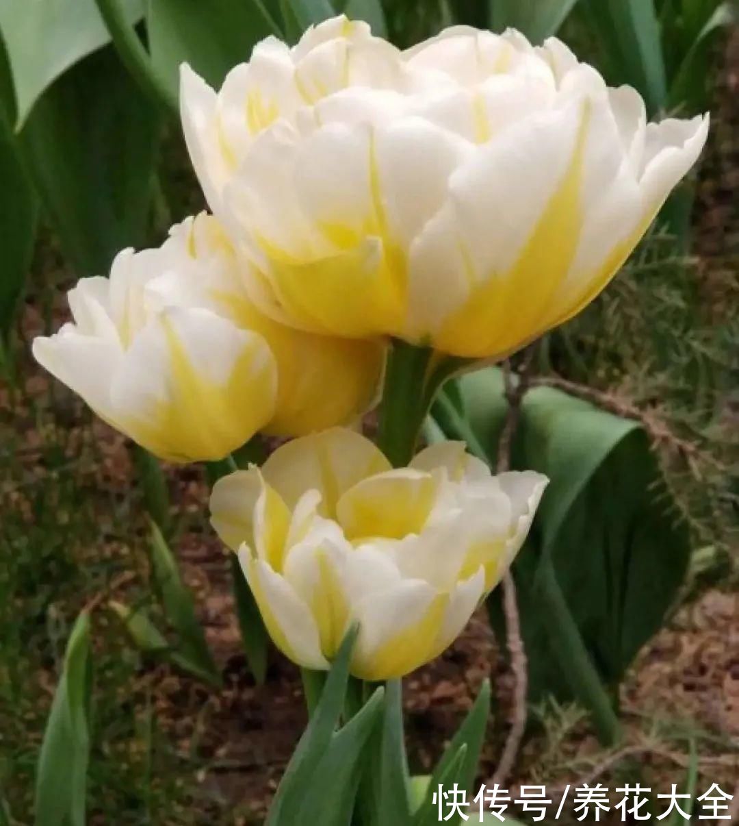 金银花|命里带金的花，家里养一盆，大吉大利