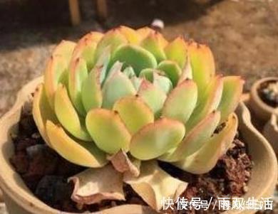 老桩多肉发新根有没有什么巧招?肉友:有而且有3个
