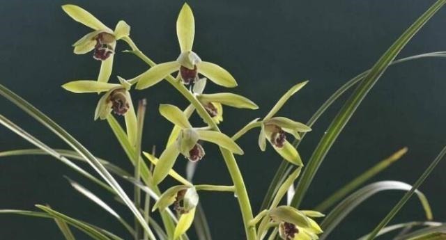 家养兰花要注意这“3大”关键点，才能香气清洌，花开爆盆