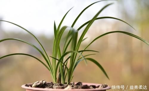 兰花叶子枯萎怎么办?教你5个妙招,新手兰友一定要知道