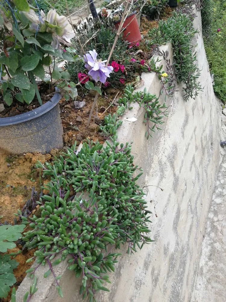 养多肉两年，200多盆养死的不到10盆，记录点点滴滴！