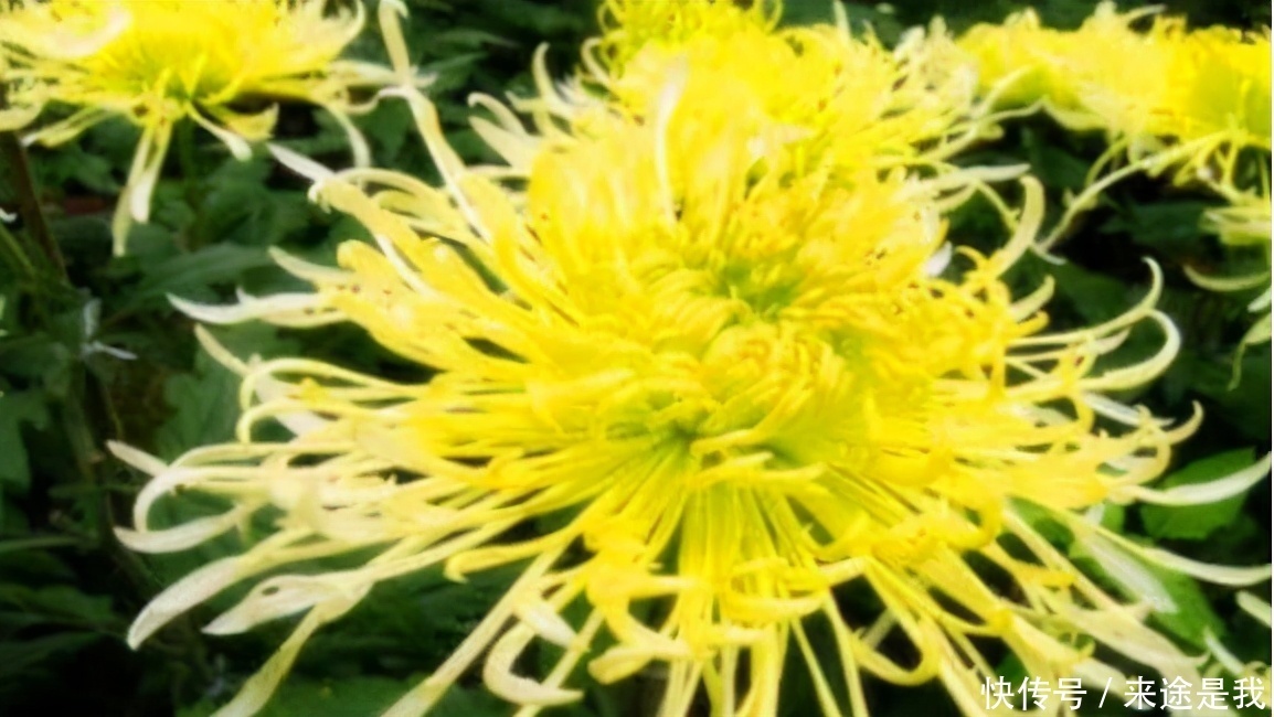 女性再没钱,3种食物都要吃,能使皮肤红润嫩白,去皱消斑