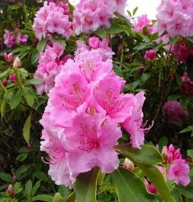 3种花“晦气花”,最好不要养室内,实在喜欢就养在室外吧