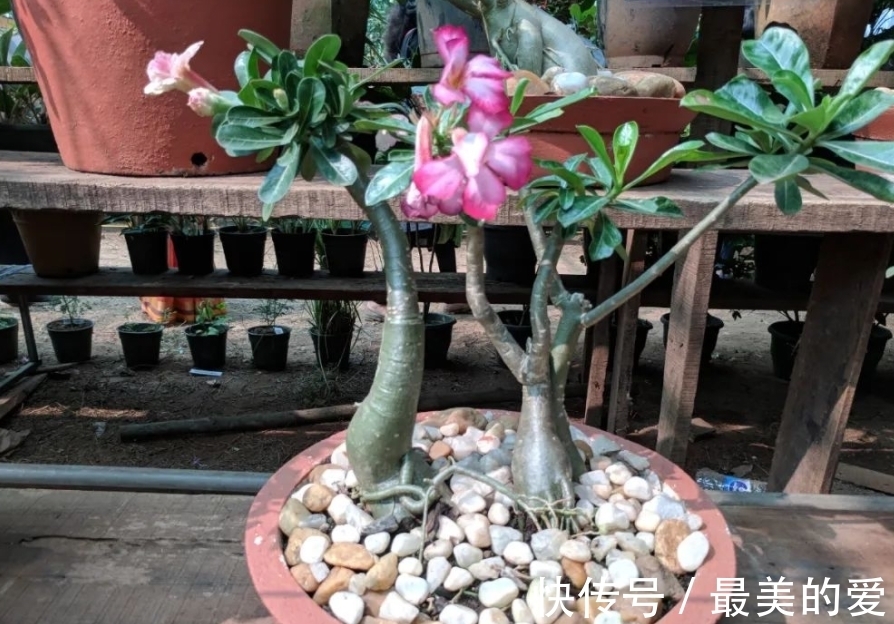 刘叔天冷沉迷养沙漠玫瑰,经常一两个月不浇水,却一点事都没有