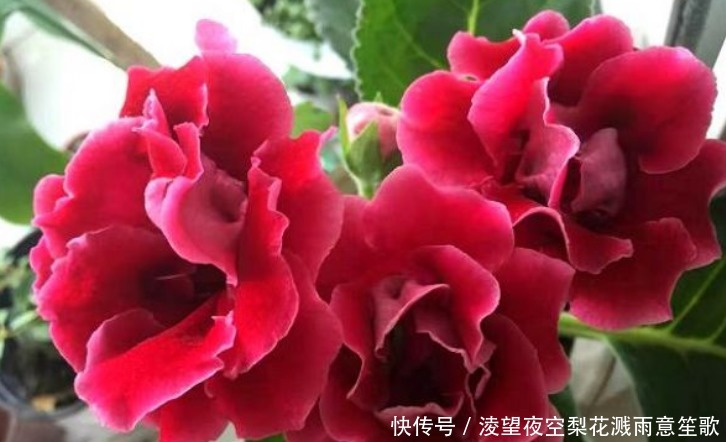 “此花”没有哪种花能与之“媲美”,堪比玫瑰和牡丹,娇艳绚丽!