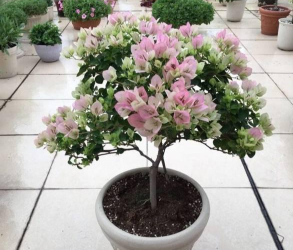 盆景|三角梅养成盆景又美又飒,爬成花墙热情浪漫,爆花成球秘诀在这