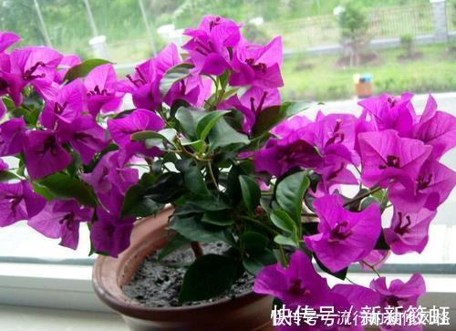 拼盘|7种花，再心动也别买，带回家养不活，新手选择要慎重！