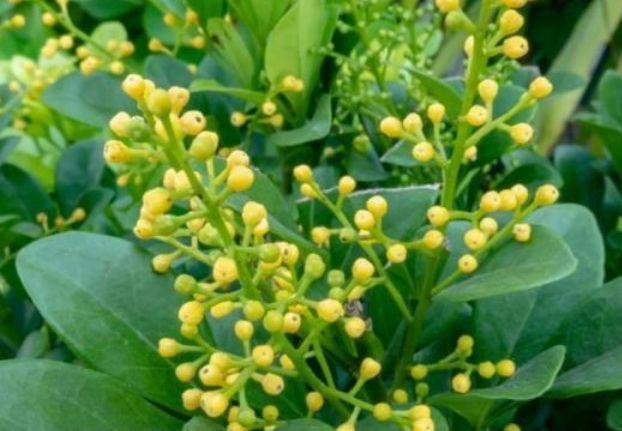 4种花好养又漂亮,花朵大花期长,花朵迷人,阵阵花香