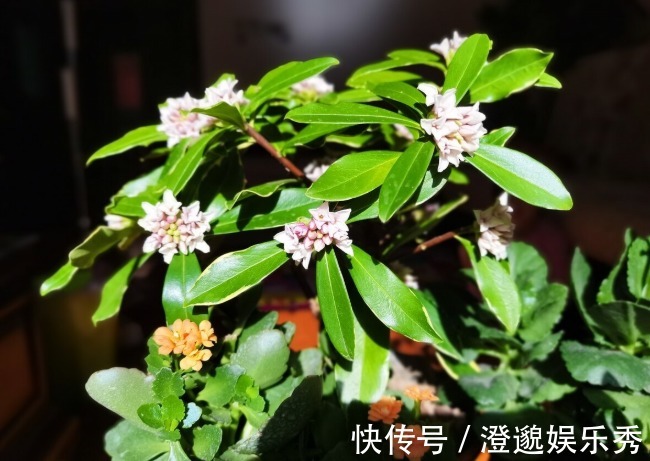 喜欢养芳香花卉的人,客厅只养一盆“夺香花”,好闻又大气