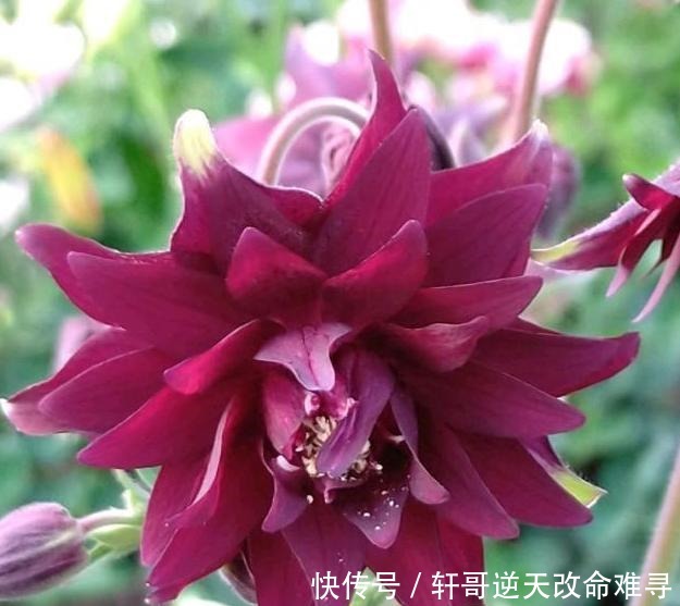 天冷不知养啥花那就养盆它,冬天不用管,春天也能开出一片花海!