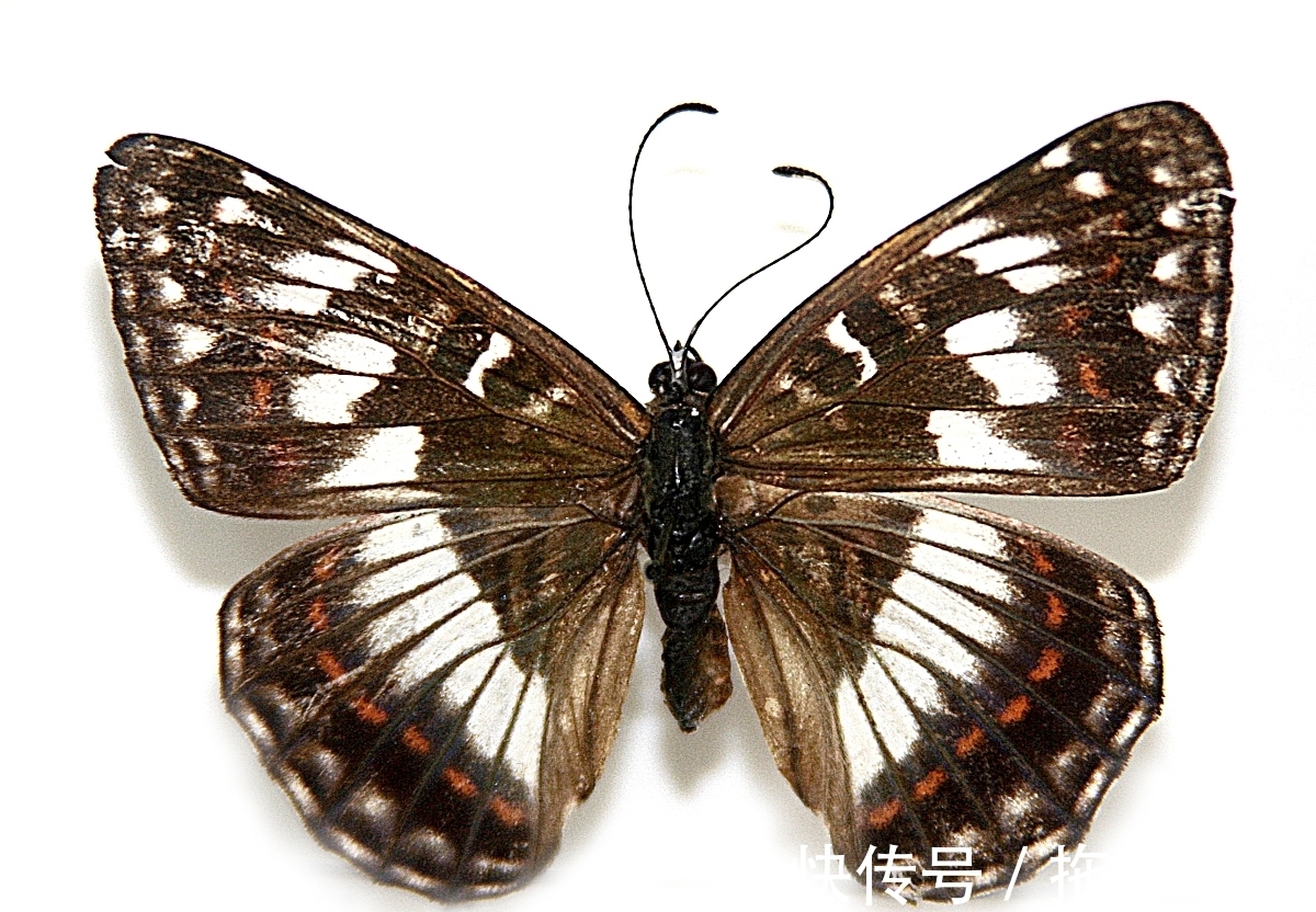 诗人&他是晚唐著名诗人!大唐最受人喜爱的诗人!十首经典写尽人世之情