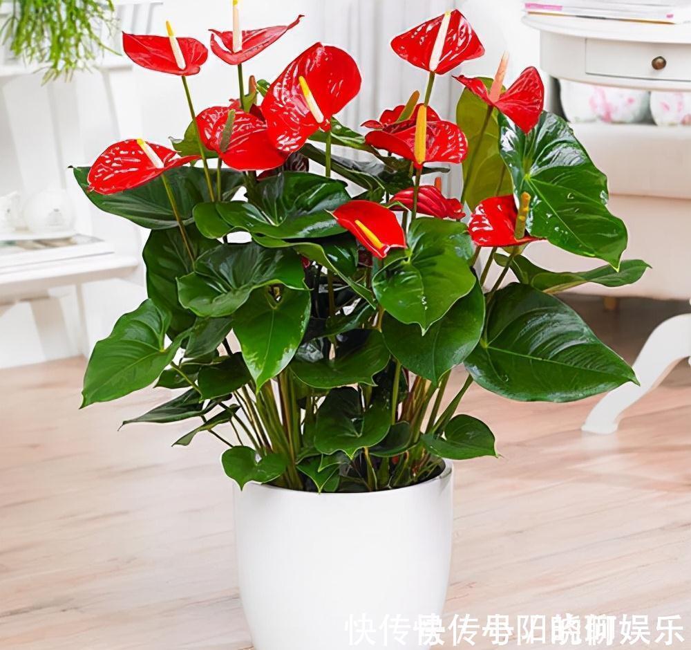 6种漂亮花,都有“好寓意”,喜欢的话养一盆,吉祥又大气