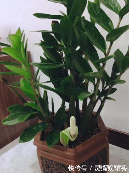 6种植物,花开富贵“好兆头”,能养开花是“高手”,你家有吗?