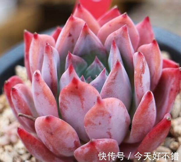 养多肉多年,总结出种莲座状品种,好养好看还不贵,适合新手