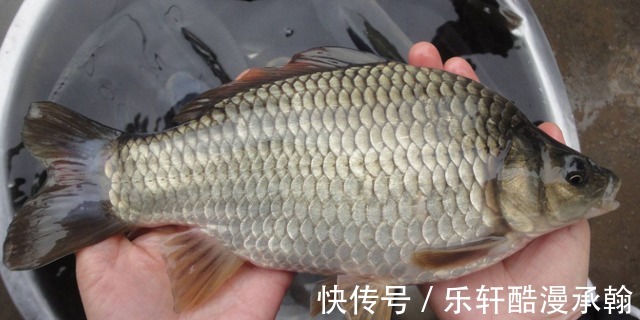 饵料|做好这几个细节,冬季也能“爆护”