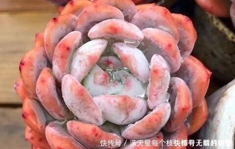 经典|适合新手养护的4款经典多肉,便宜好养易上色,花友几乎都养过