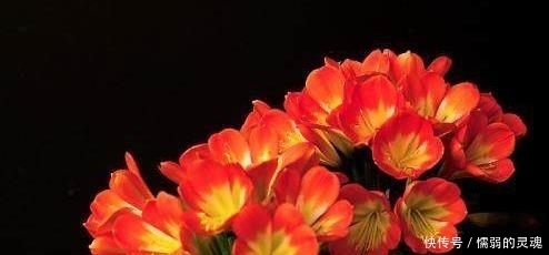 浇水|君子兰长不好?浇水时加这一物,10年不烂根黄叶