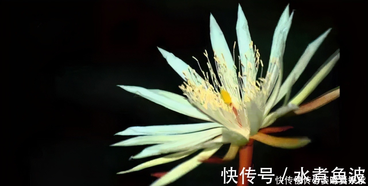 火莲|世界上最贵的6种花,植物界的“无价之花”,看看你认识几种