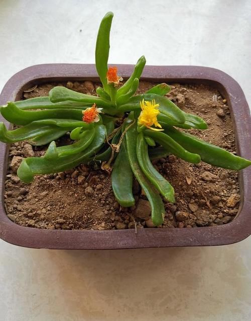 养天竺葵最怕什么？