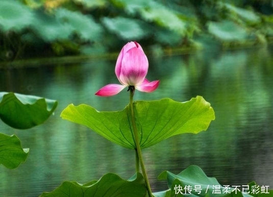 月份|算命的说,11月份这3生肖日进斗金,行大运,挣大钱