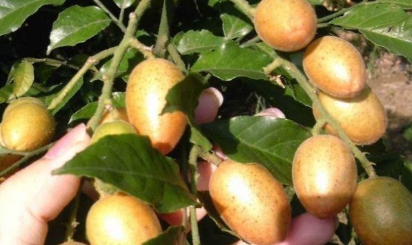 野生蔬菜|以下四种天然的“止咳药”，漫山遍野都是，农村的人很爱吃