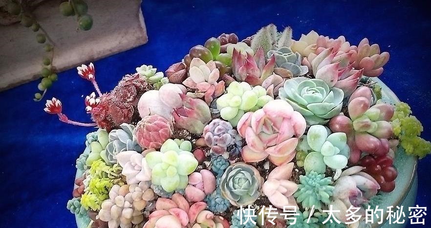 如何养好“多肉”免费教你一招“多肉”养殖技术!