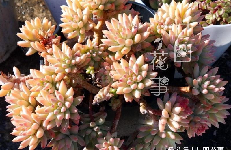 冬天给多肉浇水,一个小方法,肉肉不徒长不烂根,保持好状态