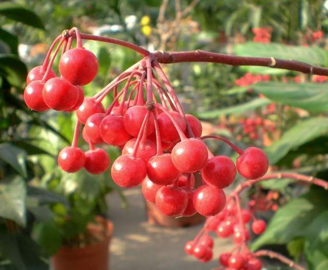 绿植|人称“百两金”,果实能吃,种子可榨油,制作盆景价更高