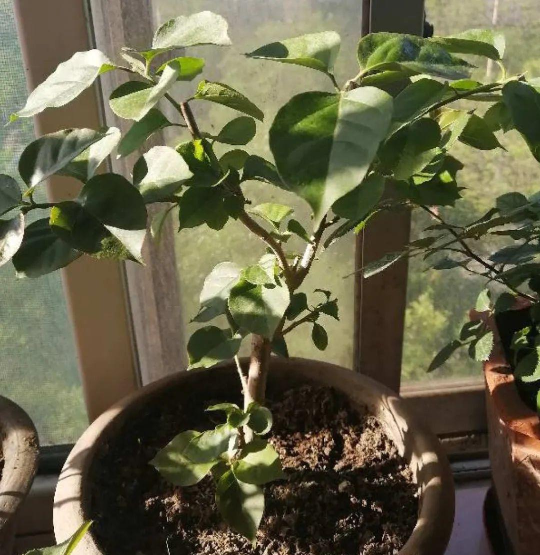 准备好，这花下个月要开，赶紧施肥、催花