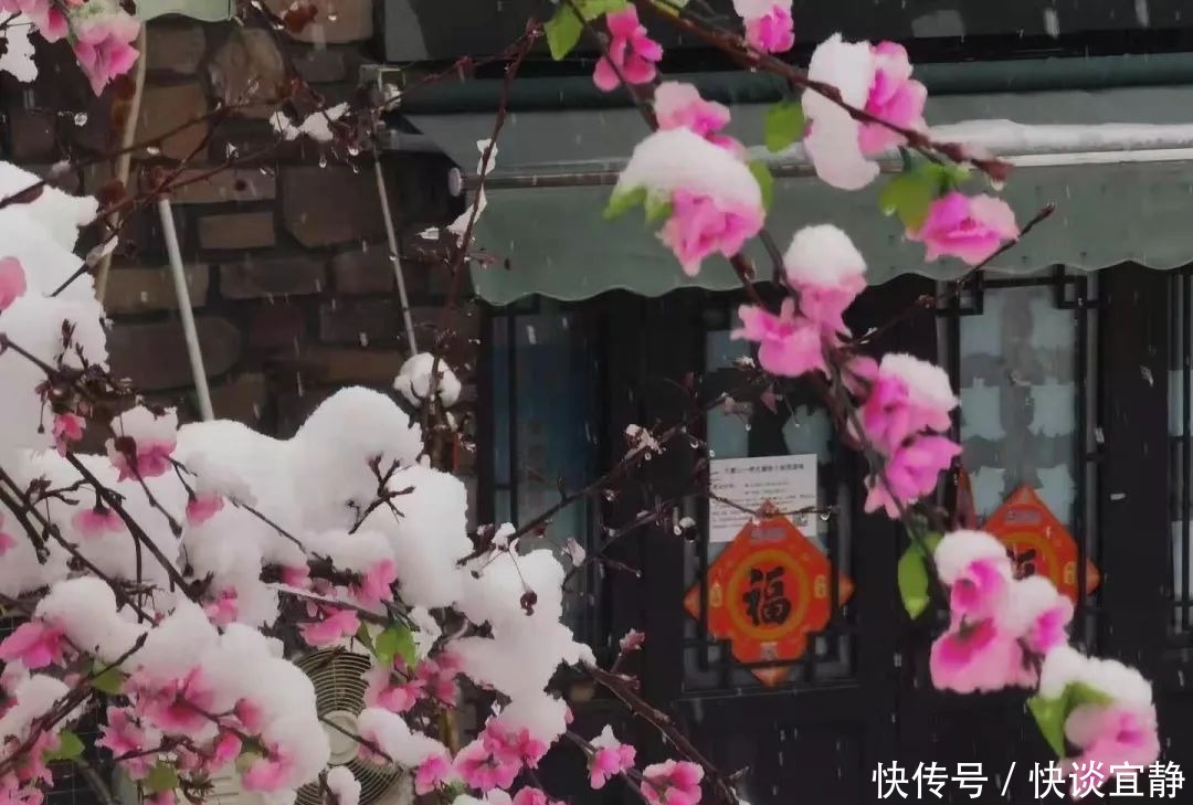 中年|难得一见的春日雪景,美到心醉!