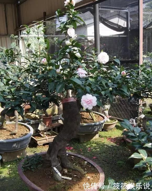 寿命|这4种“盆景树”,不仅观赏性高,寿命还特别长,越养越值钱