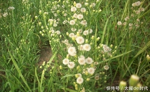 路边|农村路边的杂草,农民见到就处理,殊不知价值珍贵,对风湿有特效