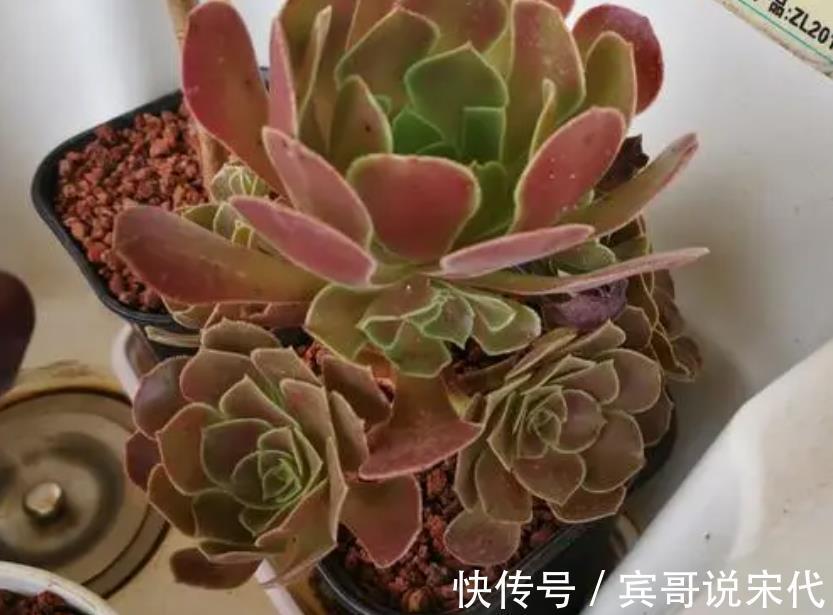 自来水|休眠中的多肉，遇上高温天，想“保命”就得落实此4点