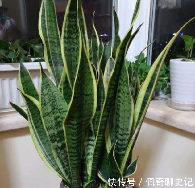 养花试试这几款,花开繁盛花香怡人,惊艳如花球,美翻了