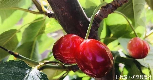 紫菜|江苏省连云港灌云县美食小吃,出行美食攻略必备